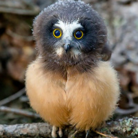 Baby Northern Saw-whet Owl