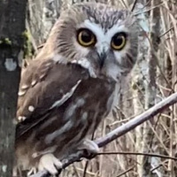 Curious Northern Saw-whet Owl