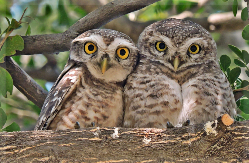 Spotted Owlet BFFs