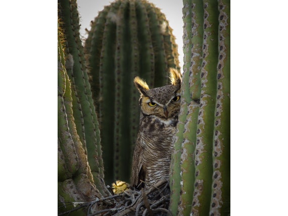 Zeus the Gatekeeper in a Saguaro Cactus