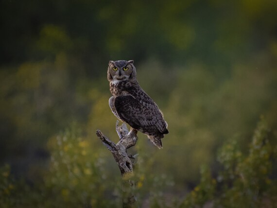 Hoooo are you? Hoo, Hoo….Hoo, Hoo... Arizona Great Horned Owl