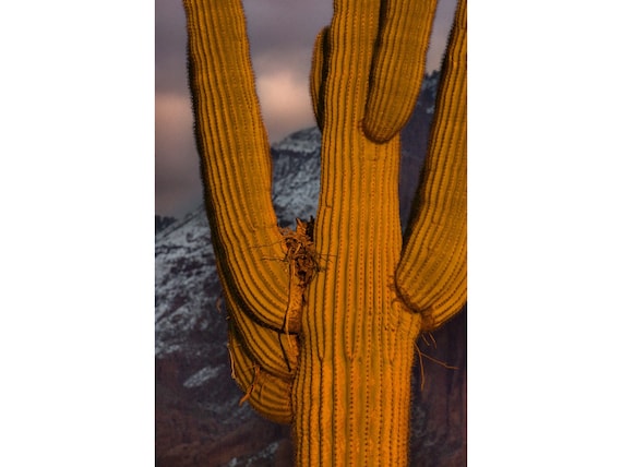 Nesting Owls, Saguaros, and Arizona Snow is a Magical Combination!- Superstition Mountains