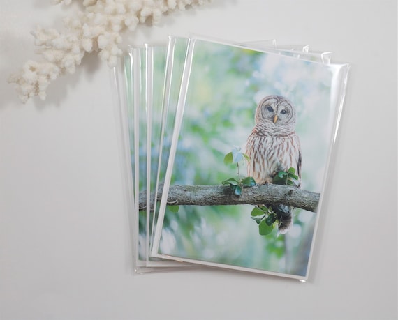 Barred Owl Note Cards, Set of 5 Owl Notecards, Blank Card, Bird Stationery, Owl Greeting Card, Bird Photography, Nature Card, Wildlife Photo