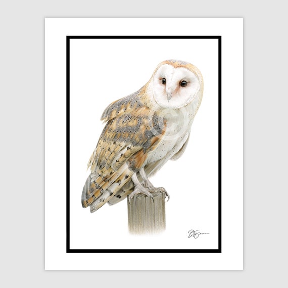 Barn Owl on wooden post - Original color pencil drawing - bird art - Portrait size A4 (11.75" x 8.25") in mount - Signed artwork by artist