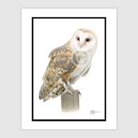 Barn Owl on wooden post - Original color pencil drawing - bird art - Portrait size A4 (11.75...