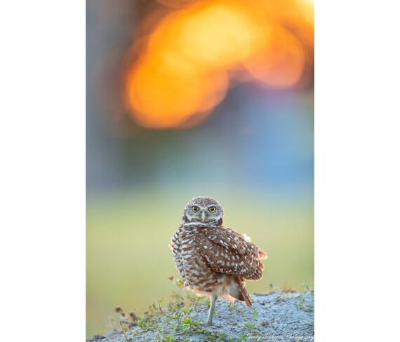 Burrowing Owl, Sunset, Cape Coral Owls, Canvas Gallery Wrap, Metal Prints, Owl Photo, Owl Print, Bird Photography, Florida Birds, Wildlife