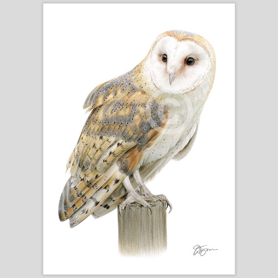 Portrait of a Barn Owl - color pencil drawing print - bird art - artwork signed by artist G Tymon - 2 sizes - animal wildlife illustration