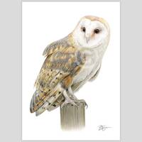 Portrait of a Barn Owl - color pencil drawing print - bird art - artwork signed by artist G ...