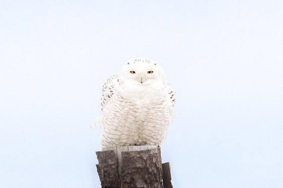Snowy Owl With a Sharp Stare Photo Print