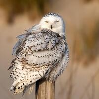 Snowy Owl Photo