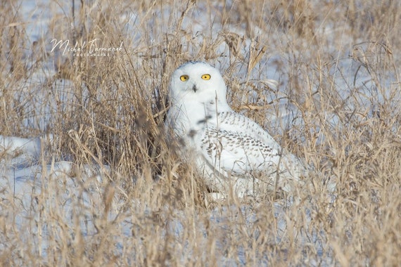 Snowy Owl photo print