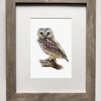 Northern Saw-whet Owl- 5x7 inch Print of Oil Painting