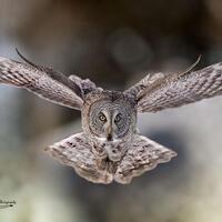 Great Gray Owl Photo, Metal or Acrylic Print