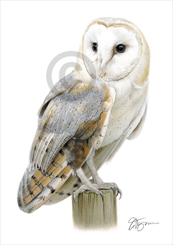 Barn Owl - color pencil drawing print - bird art - artwork signed by artist Gary Tymon - 2 sizes - 100 prints - animal portrait