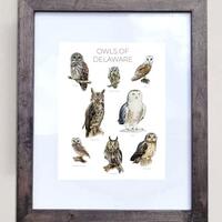 Owls of Delaware- Print of 8 Owl Oil Paintings