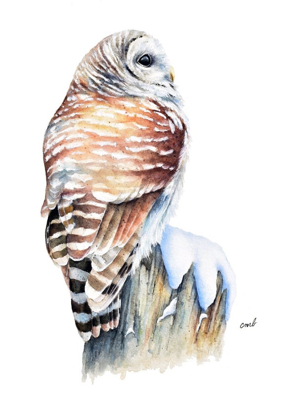 Barred Owl Watercolor Print