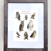 Owls of Tennessee- Print of 8 Owl Oil Paintings
