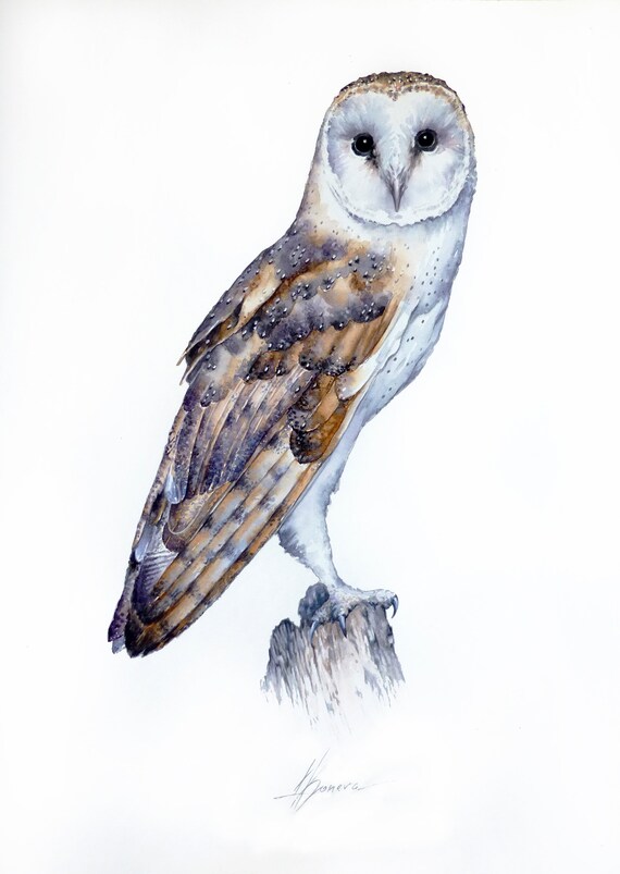 Barn Owl,  Watercolor Painting Birds, Fine Art Print, Nature Art, Collection, Home Decoration, Wall decor
