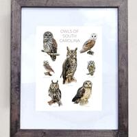 Owls of South Carolina- Print of 7 Owl Oil Paintings