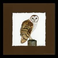 Framed Print: Barn Owl