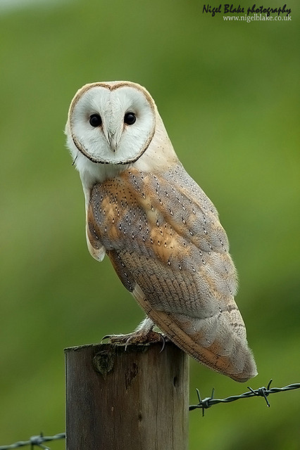 A beautiful portrait of a Western Barn Owl looking at you while perched on a fence post by Nigel Blake