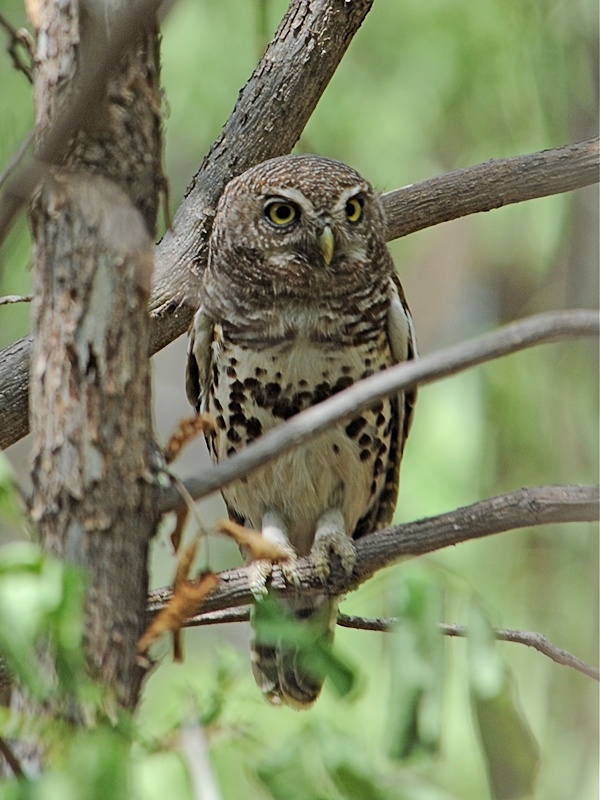 African Barred Owlet perched in a tree during the day by Alan Van Norman