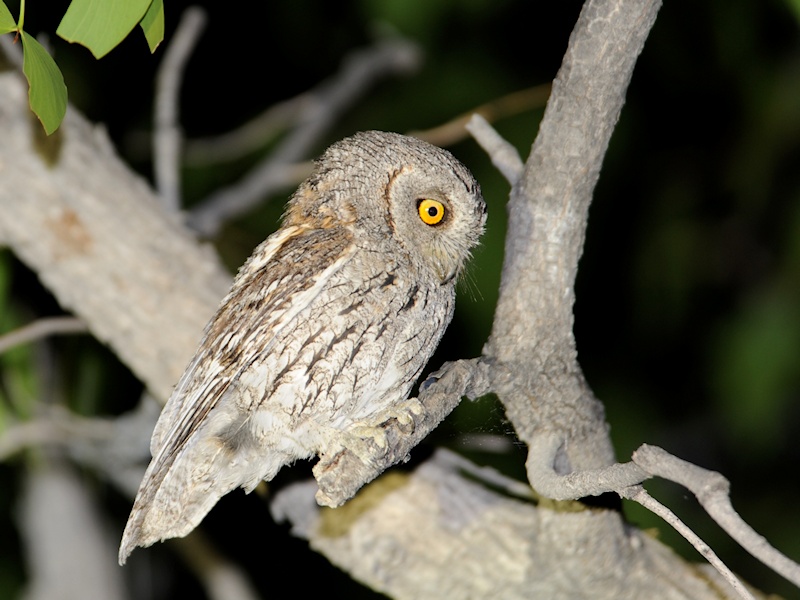 Side view of an African Scops Owl perched on a branch at night by Alan Van Norman