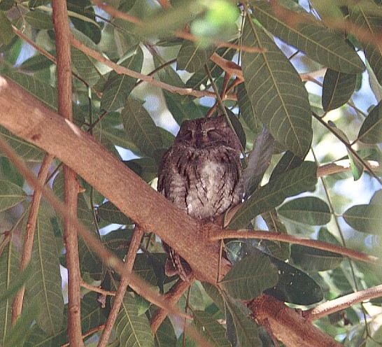 African Scops Owl sleeping under the cover of a tree by Bruce Marcot