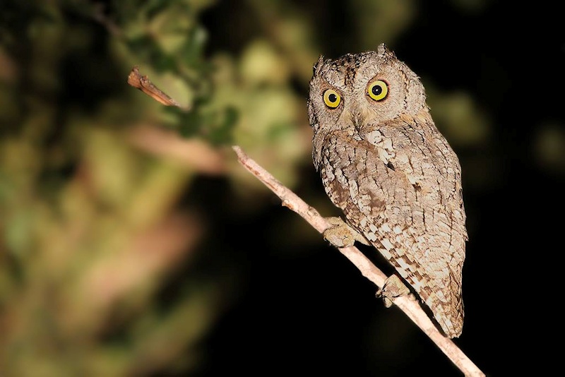 African Scops Owl looks back from a twig at night by Richard & Eileen Flack