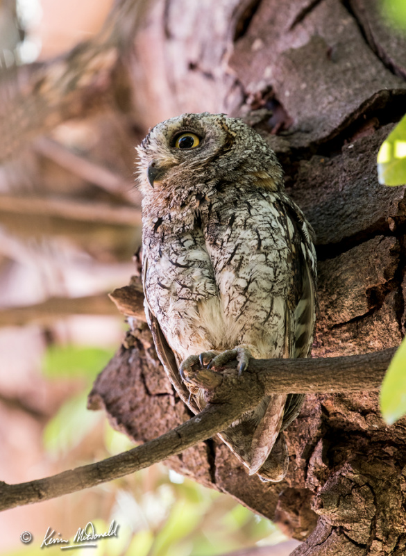 African Scops Owl gazes into the distance from a tree by Kevin McDonald