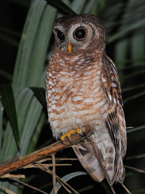African Wood Owl perched on a broken palm frond by Alan Van Norman