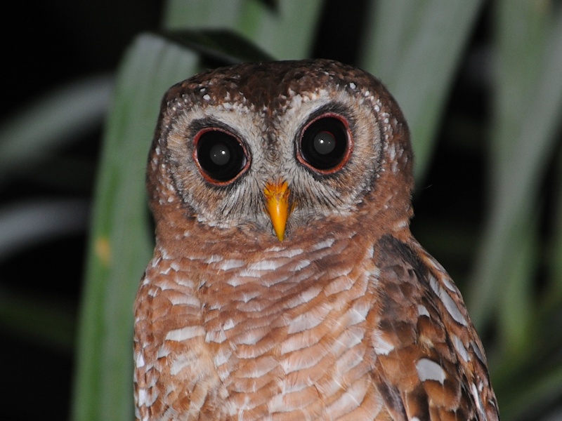 Close facial view of an African Wood Owl by Alan Van Norman