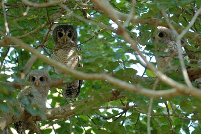 A family of African Wood Owls roosting in the foliage by Edward Camilleri