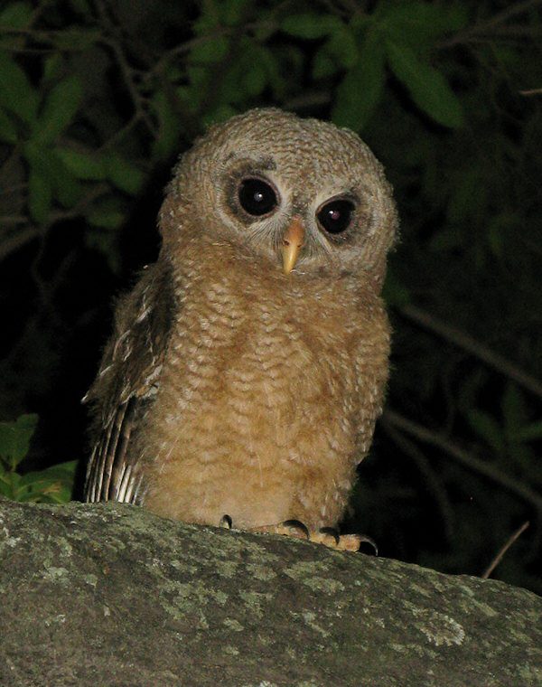 Young African Wood Owl standing on a thick branch at night by Harry van Oosterhout