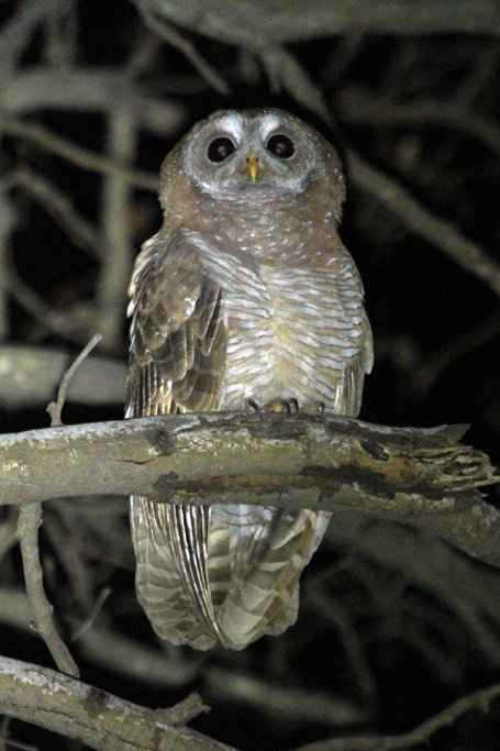 African Wood Owl perched high in a tree at night by Richard & Eileen Flack