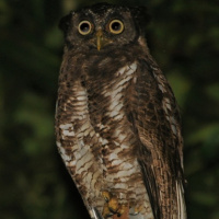 Akun Eagle Owl