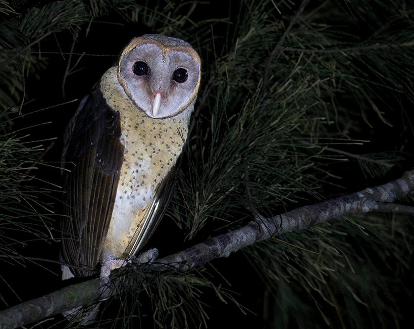Andaman Masked Owl looking at photographer from a branch at night by Sarwan Deep Singh