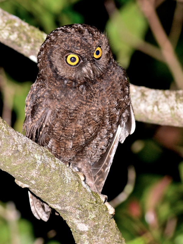 Anjouan Scops Owl out and about at night by Alan Van Norman