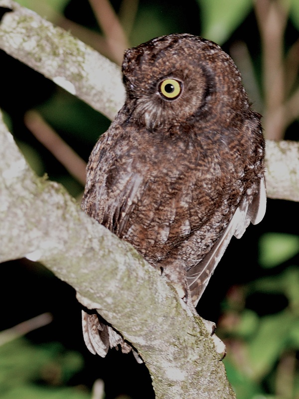 Anjouan Scops Owl looks away from its perch by Alan Van Norman