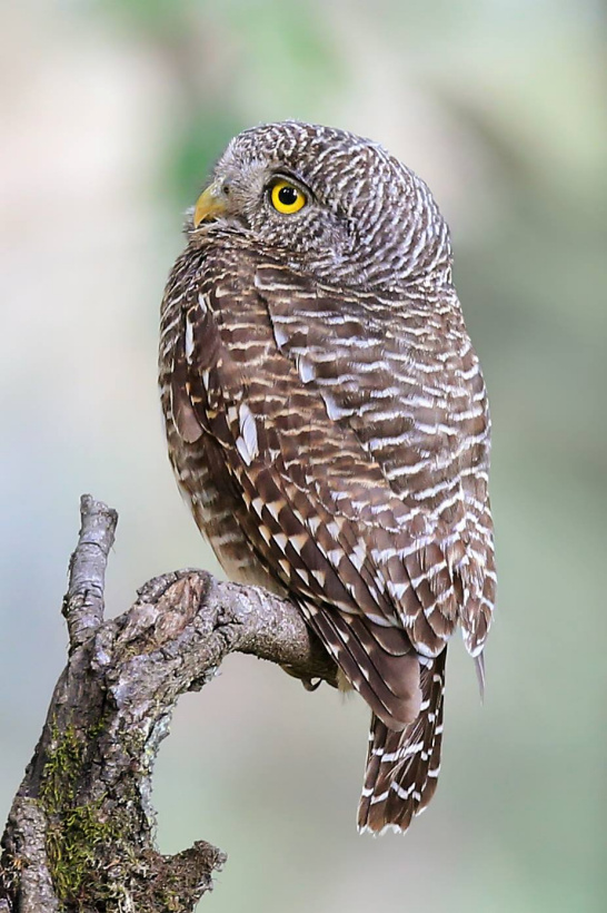 Rear view of an Asian Barred Owlet perched on a snag looking up by Sarwan Deep Singh
