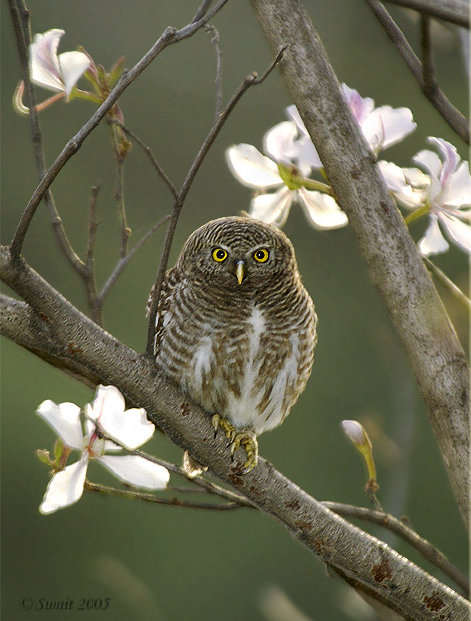 Asian Barred Owlet perched on a branch with flowers in the background by Sumit Sen