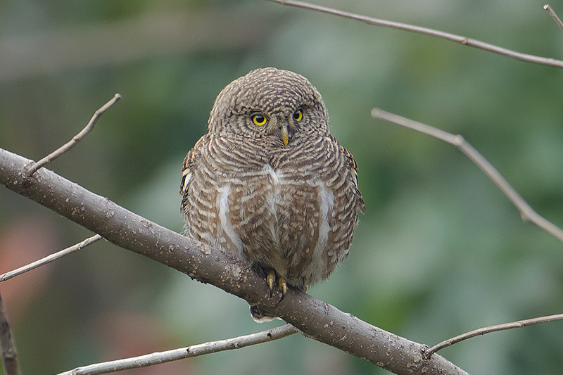 Fluffed-up Asian Barred Owlet perched on a branch by Vijay Cavale