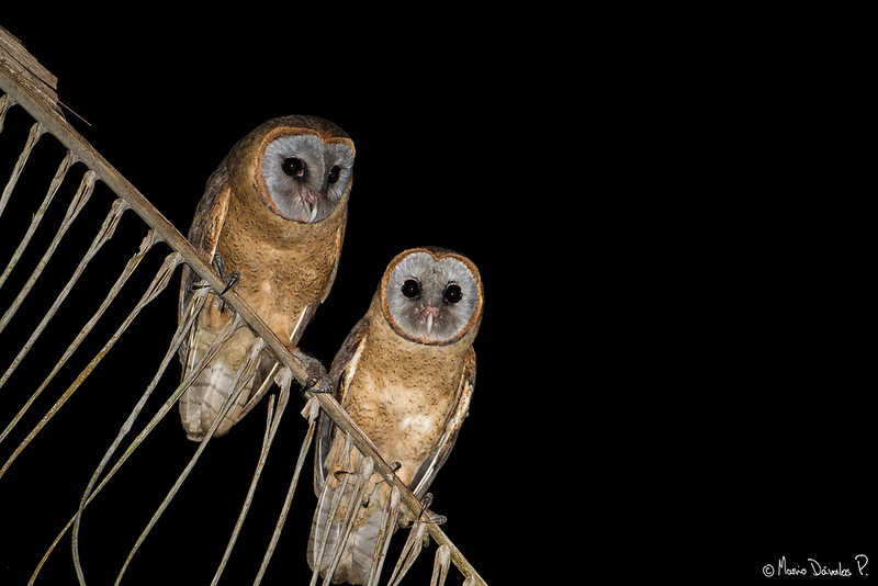 Two Ashy-faced Owl sitting next to each other on a palm branch at night by Mario Davalos