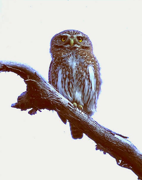 Austral Pygmy Owl perched high on a branch by Claus König