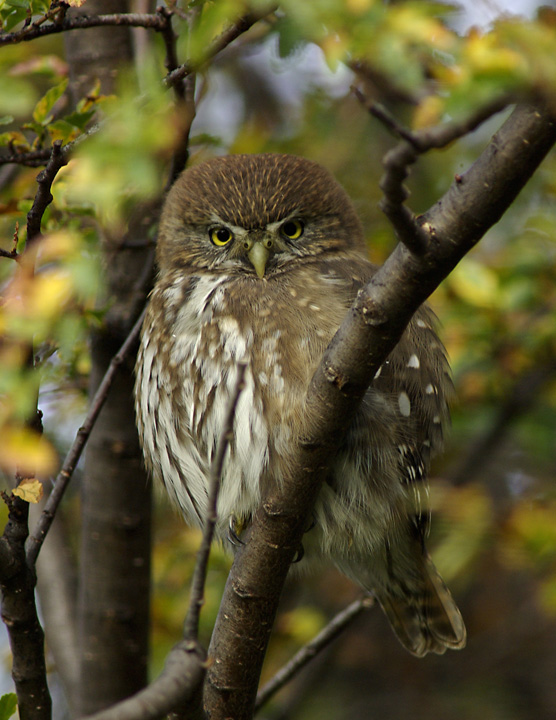 Austral Pygmy Owl stares from a branch by Leandro Herrainz