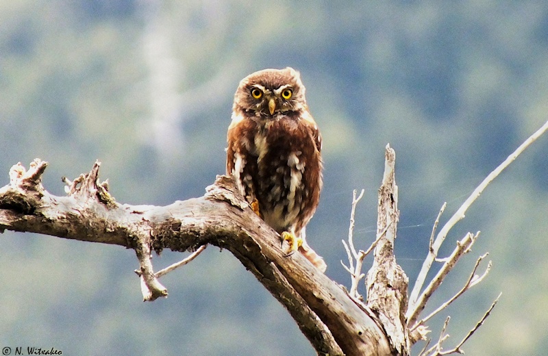 Austral Pygmy Owl standing on a dead tree branch by Natalie Witxakeupu