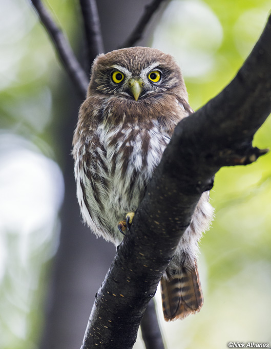Austral Pygmy Owl stares intently from behind a thick branch by Nick Athanas