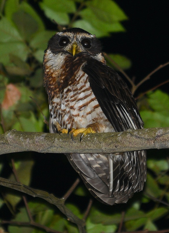 Front side view of a Band-bellied Owl at night by Alan Van Norman
