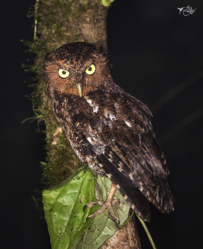 Side view of a Bare-shanked Screech Owl looking at us from a thick branch by Johanna Murillo