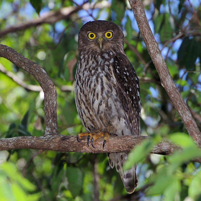 Barking Owl at roost high in a tree by Deane Lewis